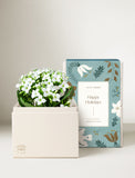 White Kalanchoe succulent in a cream gift box with a festive blue holiday sleeve. - Image 