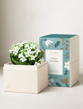 White Kalanchoe succulent in a cream gift box with a festive teal holiday sleeve. - Image 