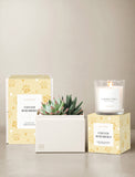 A styled product shot featuring a jar candle in a lit glass jar, a white succulent in a white planter, and two matching pale yellow gift boxes with paw prints and the text 'FURVER REMEMBERED' on a beige background. - Image 