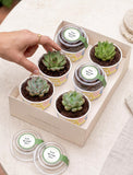 Succulents in mini cups with an occasion. - Image 
