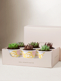 Succulents in mini cups with an occasion. - Image 