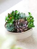 Succulents in gift box. - Image 