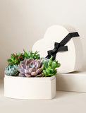 Succulents in gift box. - Image 