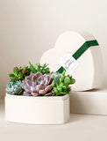 Heart-shaped cream gift box filled with a variety of vibrant green and purple succulents, accented with a green ribbon. - Image 