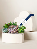 Heart-shaped cream gift box filled with a variety of vibrant green and purple succulents, accented with a navy blue ribbon. - Image 