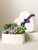 Succulents in gift box. - Image 