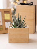 A small succulent plant with green and white striped leaves in a square light wood planter, placed on a tabletop with blurred gift boxes and warm bokeh lights in the background. - Image 
