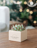 A small potted succulent plant sits in a cream-colored square planter box printed with the brand name 'CLEARVIEW REAL ESTATE', placed on a wooden table with a blurred festive background. - Image 