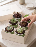 Succulents in mini cups with an occasion. - Image 