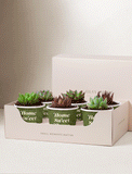 Succulents in mini cups with an occasion. - Image 