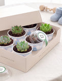 Succulents in mini cups with an occasion. - Image 