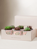Succulents in mini cups with an occasion. - Image 
