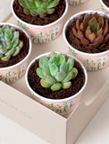 Succulents in mini cups with an occasion. - Image 