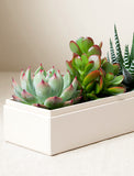 Succulents in gift box. - Image 