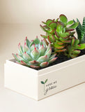 Succulents in gift box. - Image 