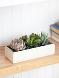 Succulents in gift box. - Image 