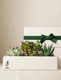 Succulents in gift box. - Image 