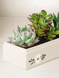 Succulents in gift box. - Image 