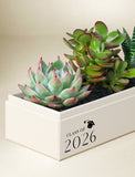 Succulents in gift box. - Image 