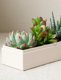 Succulents in gift box. - Image 