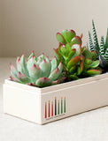 Succulents in gift box. - Image 