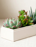 Succulents in gift box. - Image 