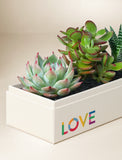 Succulents in gift box. - Image 
