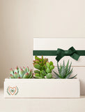Three assorted succulents in a cream-colored gift box with a heart-eye illustration and a dark green ribbon. - Image 