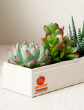Succulents in gift box. - Image 