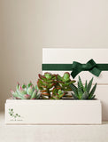 Three assorted succulents in a cream-colored gift box with a green ribbon and rest and renew text. - Image 