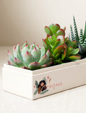 Succulents in gift box. - Image 