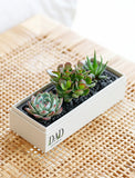 Assorted succulents in a white rectangular box labeled DAD, set on a woven rattan surface with black decorative stones. - Image 
