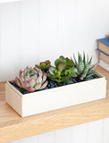 Succulents in gift box. - Image 