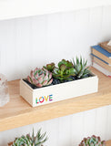 Succulents in gift box. - Image 