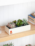 Succulents in gift box. - Image 