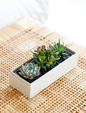 Succulents in gift box. - Image 