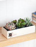 Succulents in gift box. - Image 