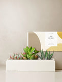 Succulents in gift box. - Image 