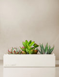 Succulents in gift box. - Image 