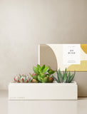 Succulents in gift box. - Image 
