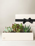 A gift box arrangement featuring three small succulent plants in a cream-colored rectangular planter, with a matching cream gift box and black ribbon bow in the background. - Image 