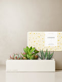 Succulents in gift box. - Image 