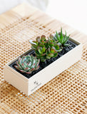 Succulents in gift box. - Image 
