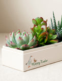 Succulents in gift box. - Image 