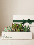 Succulents in gift box. - Image 