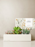 Succulents in gift box. - Image 