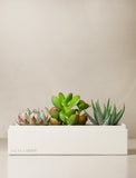 Succulents in gift box. - Image 