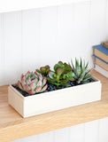 Succulents in gift box. - Image 