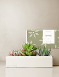 Succulents in gift box. - Image 