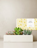Succulents in gift box. - Image 